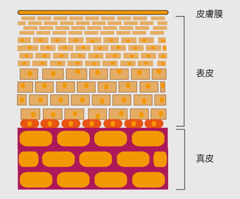 日焼け前の肌断面(イメージ)